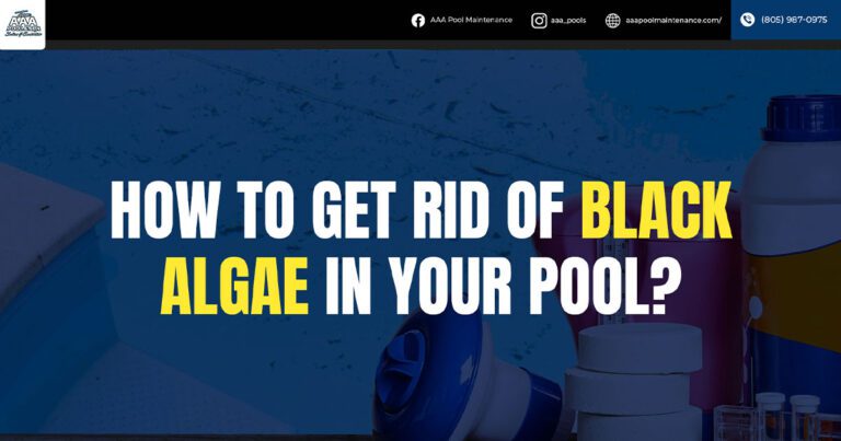 get rid of black algae in pool