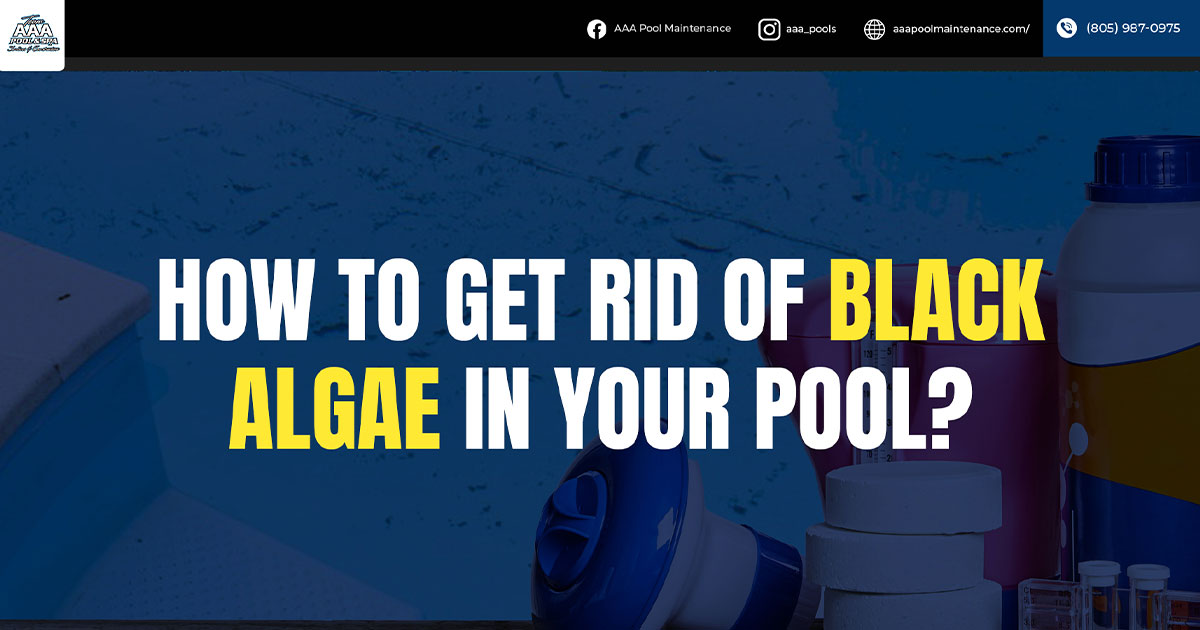 How To Get Rid of Black Algae in Your Pool